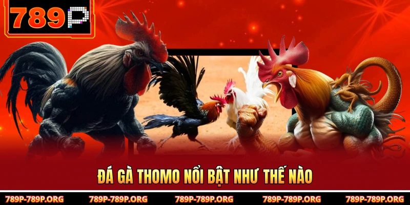 Đá gà Thomo nổi bật như thế nào 
